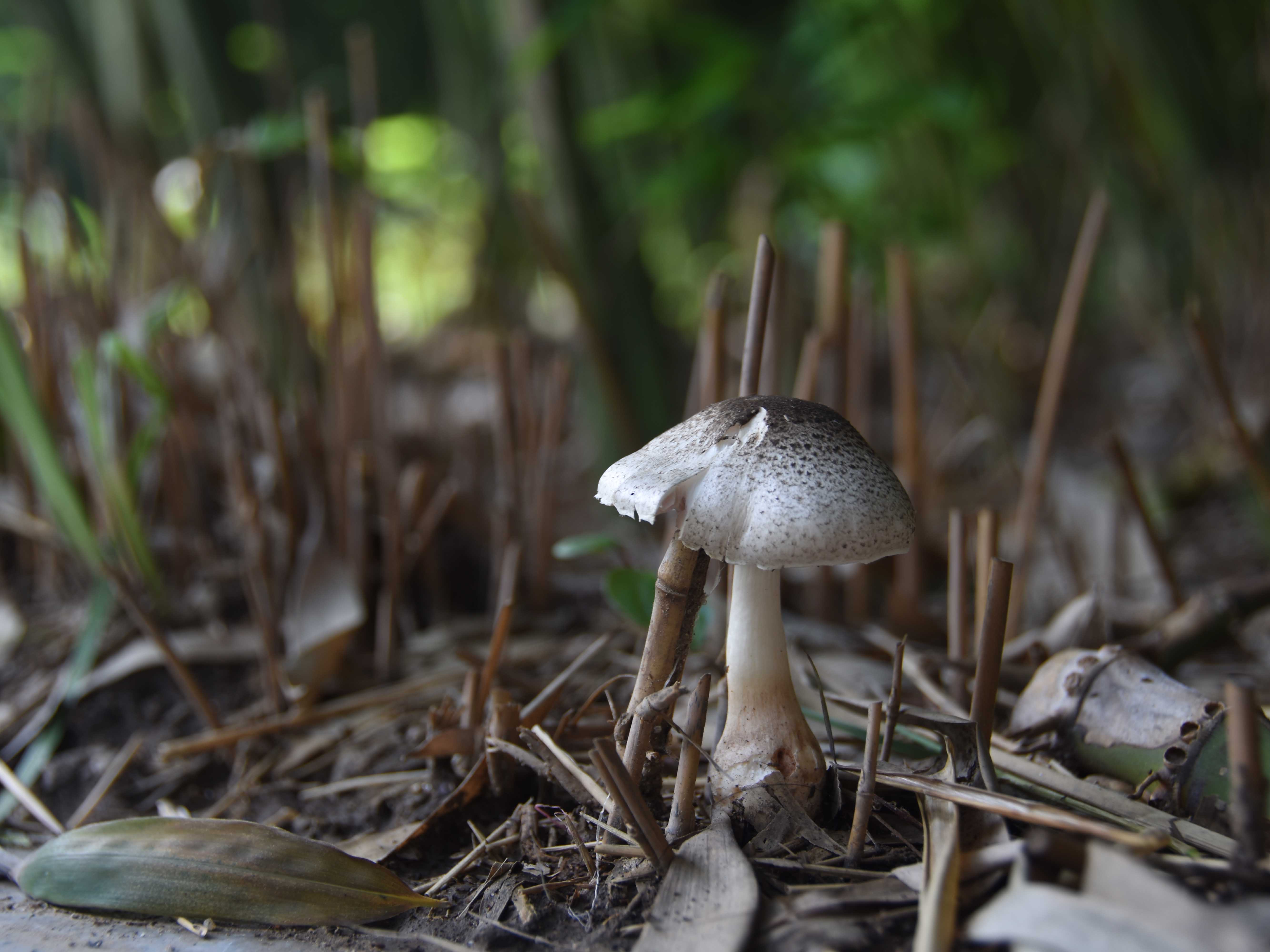 竹林蘑菇